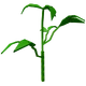 Bell Pepper